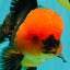 A Grade Apache Oranda Male 5.5 inches #102326OR_15