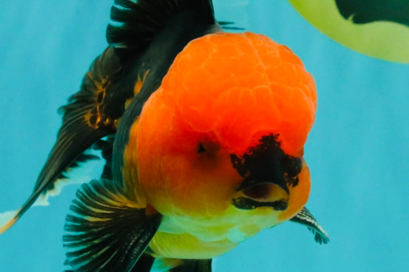 A Grade Apache Oranda Male 5.5 inches #102326OR_15