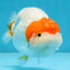 A Grade Chinese Red Head Ranchu Female 4.5 inches #101725RC_13