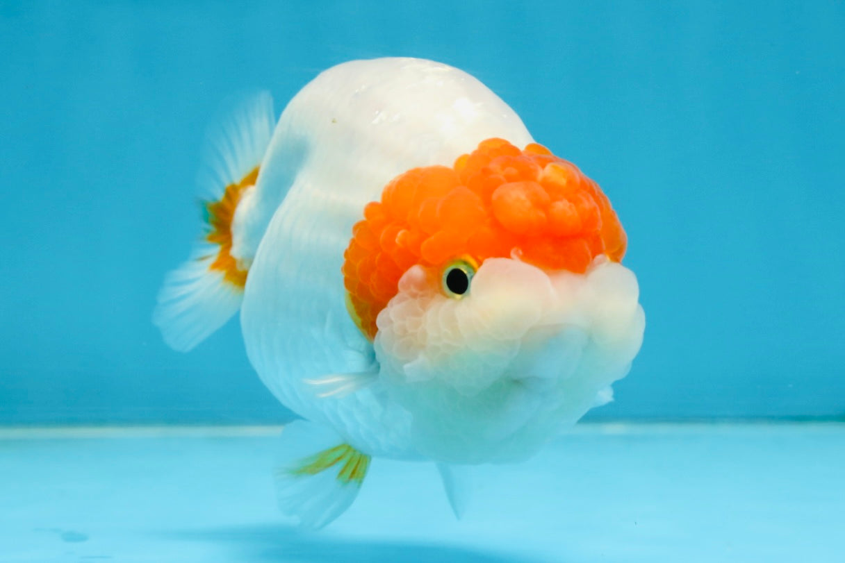 A Grade Chinese Red Head Ranchu Female 4.5 inches #101725RC_13