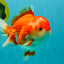 SPECIAL AAA Grade Red White Yuanbao Male 5-5.5 inches #050826YB_09