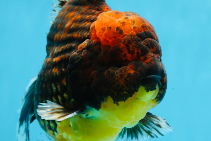 AAA Grade Godzilla Tiger Oranda Male 5.5 inches #100325OR_12