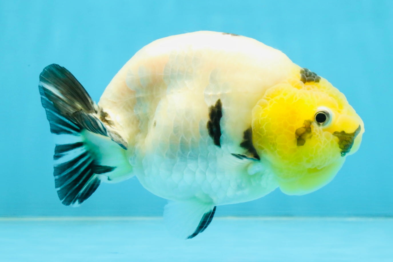 A Grade Cow Chinese Ranchu Female 4.5-5 inches #112125RC_18