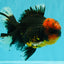 CHONKY AAA Grade Red Head Kirin Oranda Male 6-6.5 inches #072426OR_18