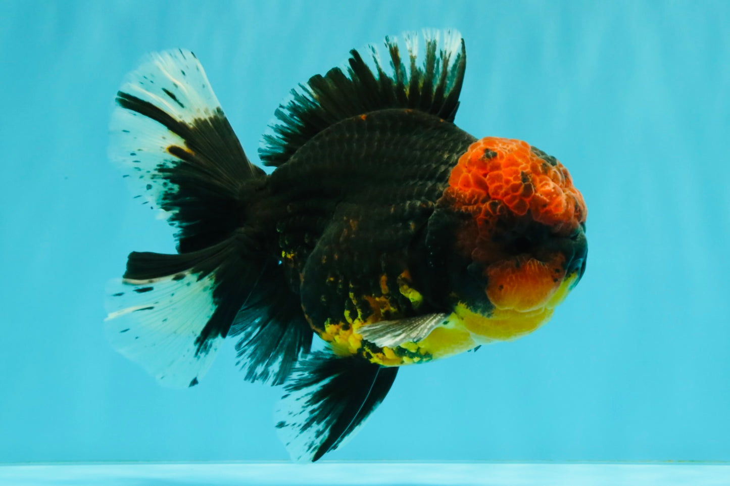 CHONKY AAA Grade Red Head Kirin Oranda Male 6-6.5 inches #072426OR_18