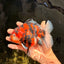 A Grade Tiger Yuanbao Male 5.5 inches #041726YB_15