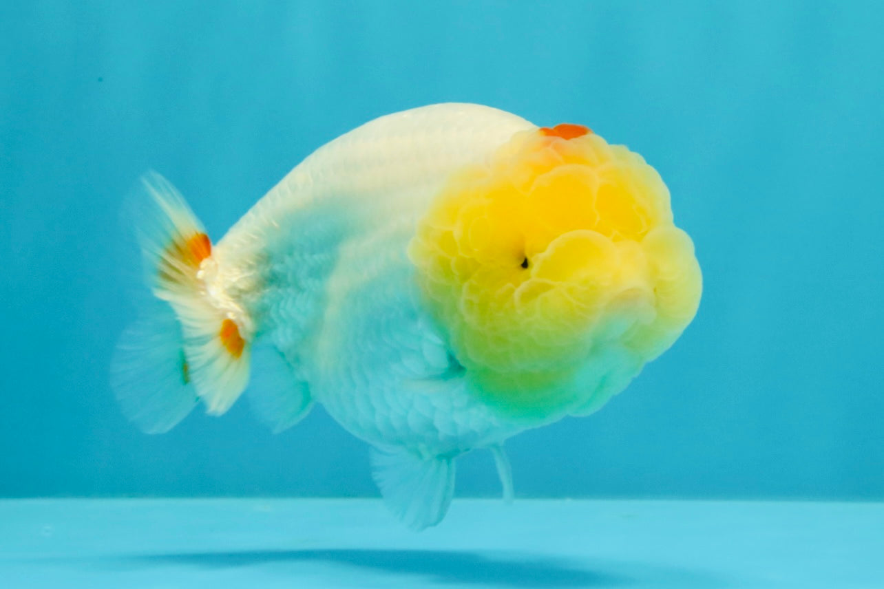 A Grade Red White LionQueen 4.5 inches #031326LC_07