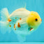 POPCORN AAA Grade Red White Yuanbao Male 5-5.5 inches #050126YB_18