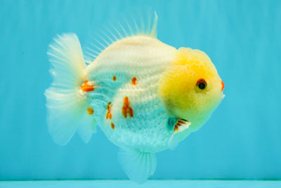 POPCORN AAA Grade Red White Yuanbao Male 5-5.5 inches #050126YB_18