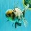 AAA Grade White Marble Oranda Male 5.5 inches #070626OR_23