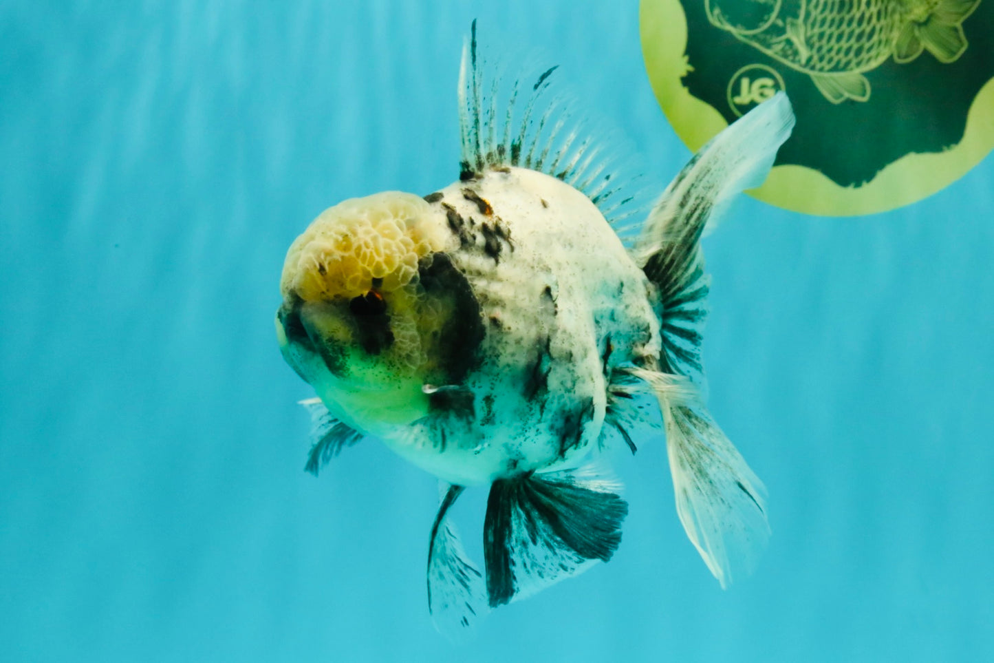 AAA Grade White Marble Oranda Male 5.5 inches #070626OR_23