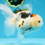 A Grade BEAUTY Tricolor Oranda Female 5.5-6 inches #072525OR_07