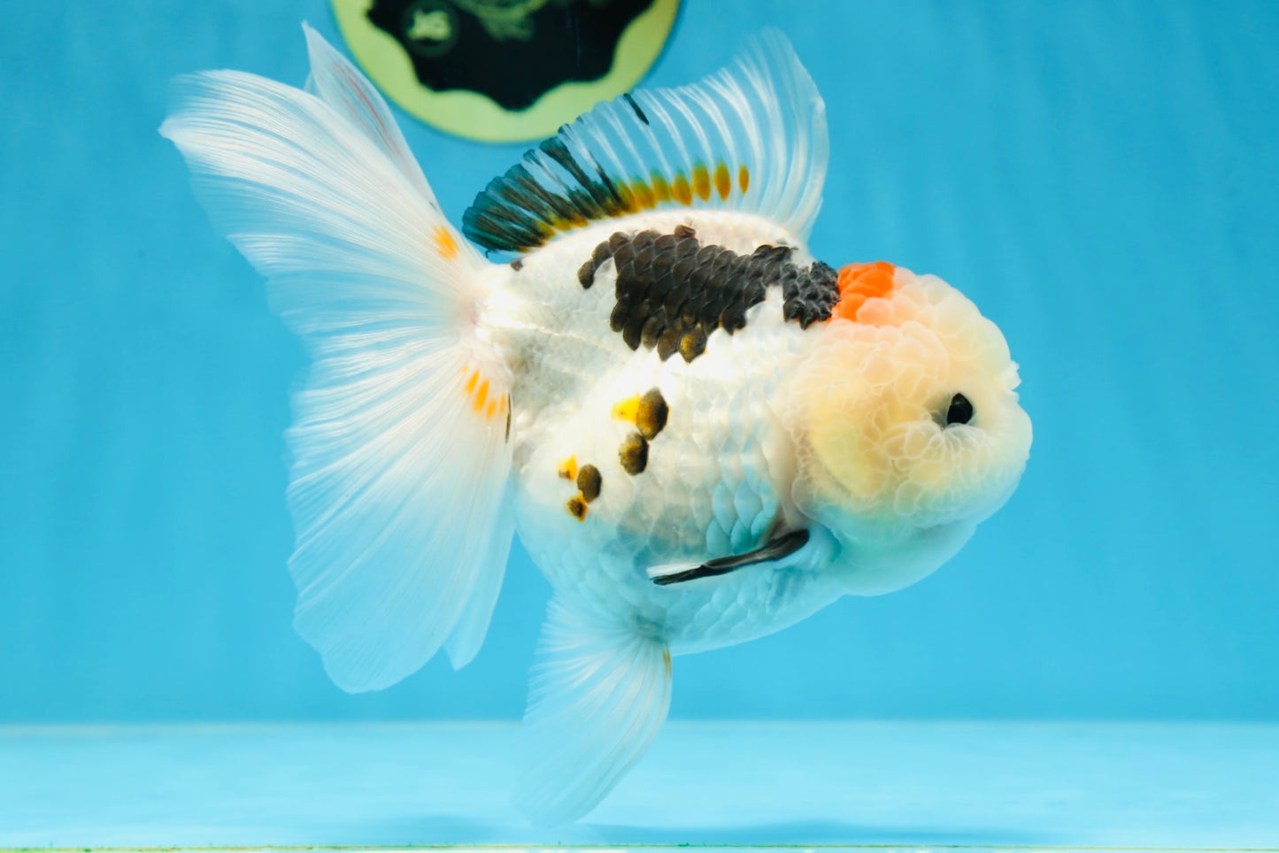 A Grade BEAUTY Tricolor Oranda Female 5.5-6 inches #072525OR_07