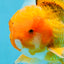 AAA Grade Orange Oranda Male 6.5 inches #062725OR_16