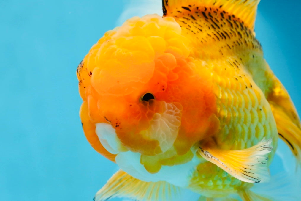 AAA Grade Orange Oranda Male 6.5 inches #062725OR_16
