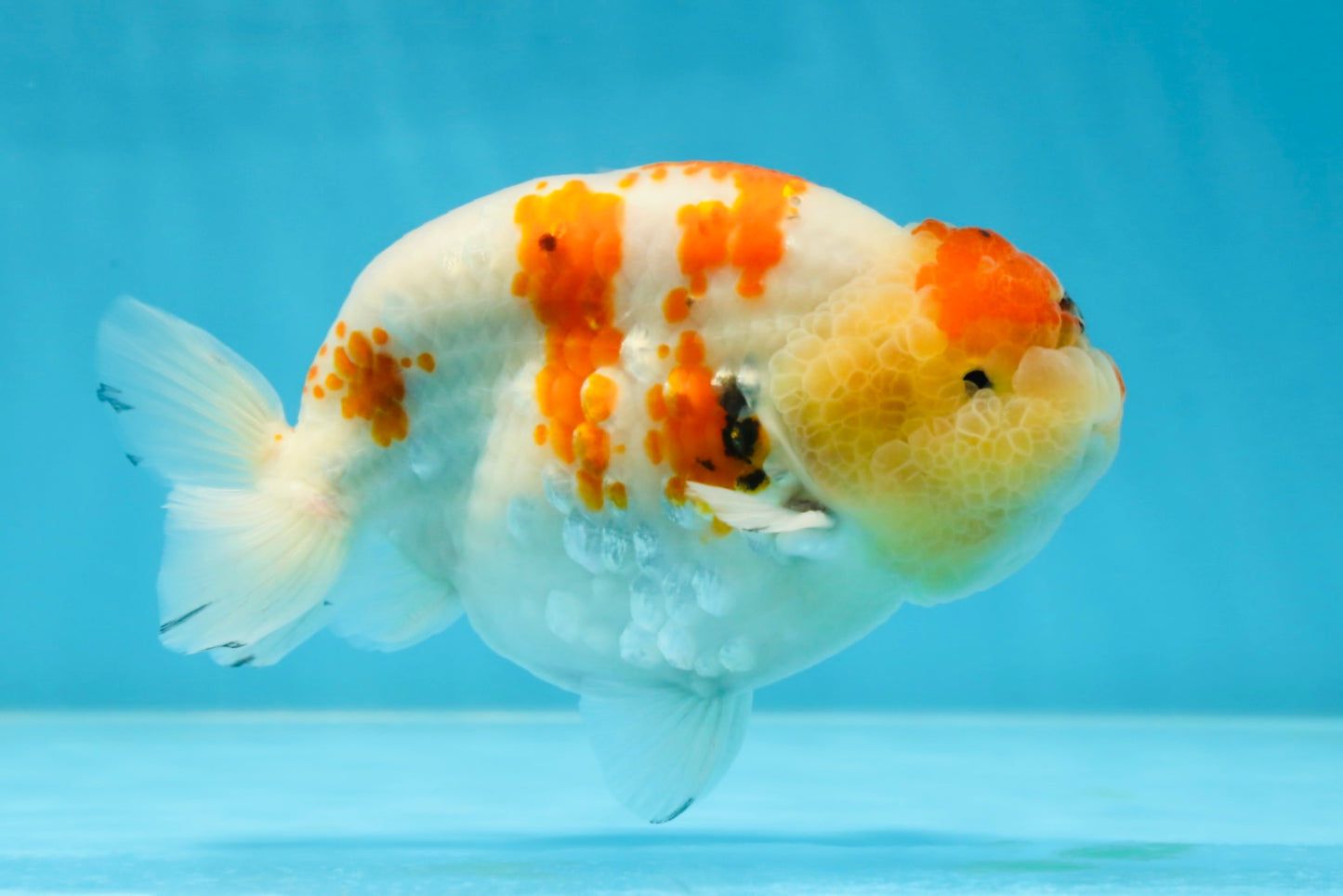 A Grade SPECIAL Kohaku Sakura LionKing 5 inches #051625LC_10