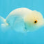 White Lionchu Female 4.5 inches #032726LC_22