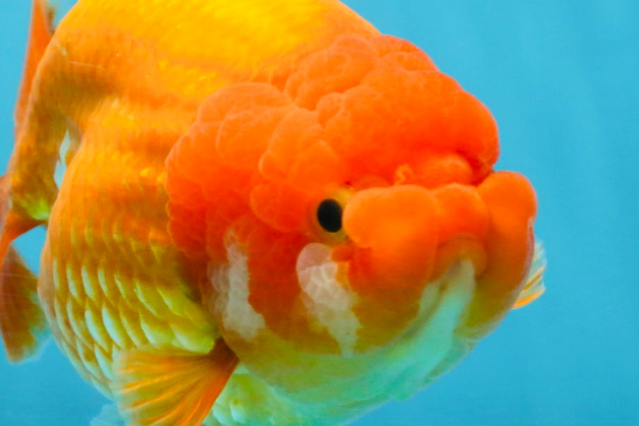 A Grade Red LionQueen 5.5-6 inches #112125LC_04