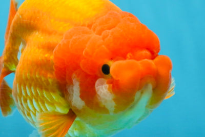 A Grade Red LionQueen 5.5-6 inches #112125LC_04