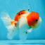 AAA Grade PUPPY Sakura Oranda Male 5 inches #062025OR_14