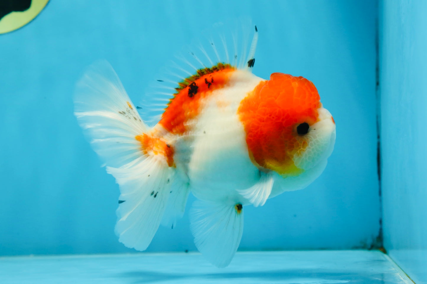 AAA Grade PUPPY Sakura Oranda Male 5 inches #062025OR_14