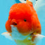 Grado A Cereza Sakura Oranda Macho 6 pulgadas #0726OR_06