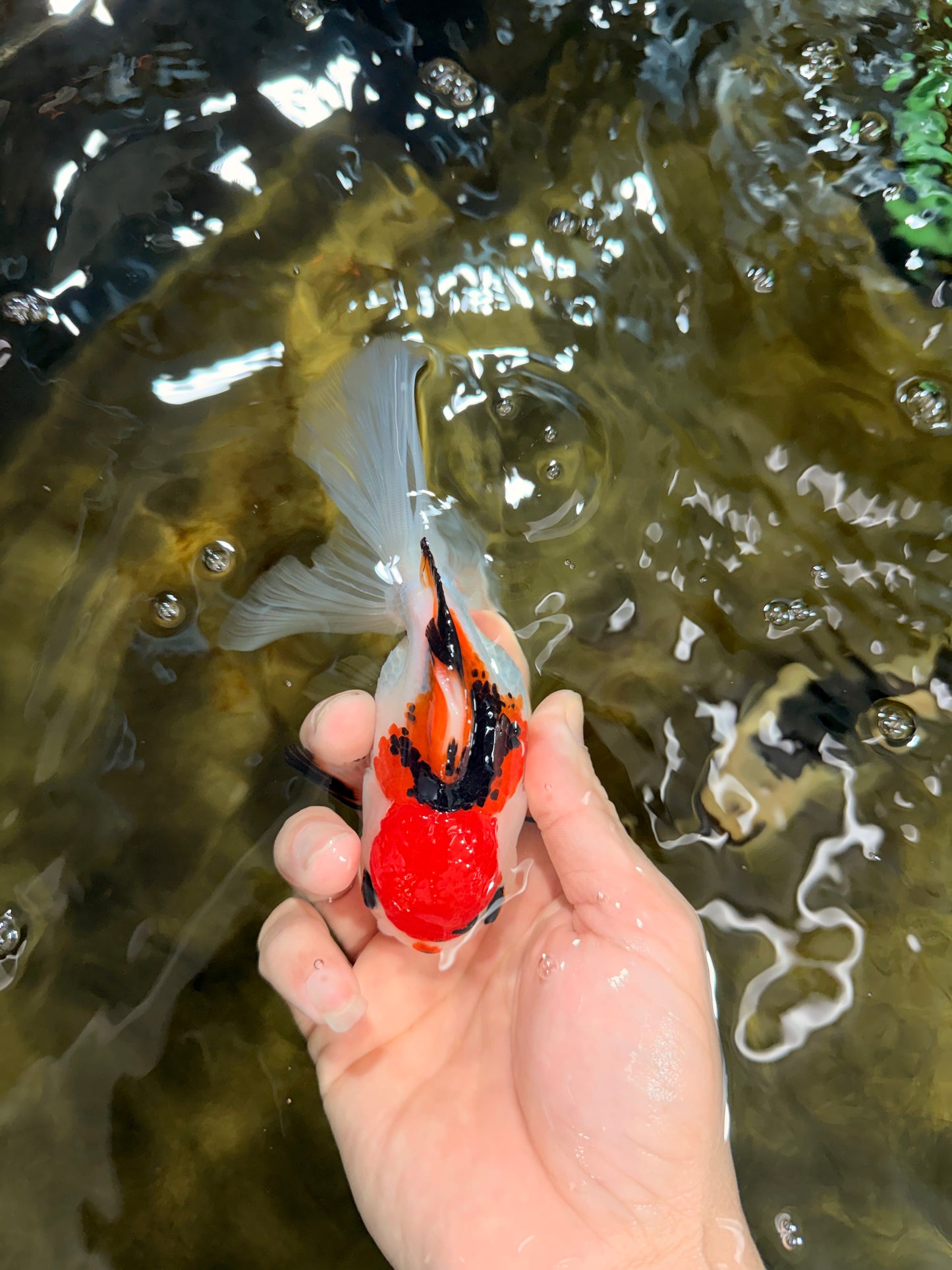 Tricolor Oranda Female 5-5.5 inches #112125OR_19