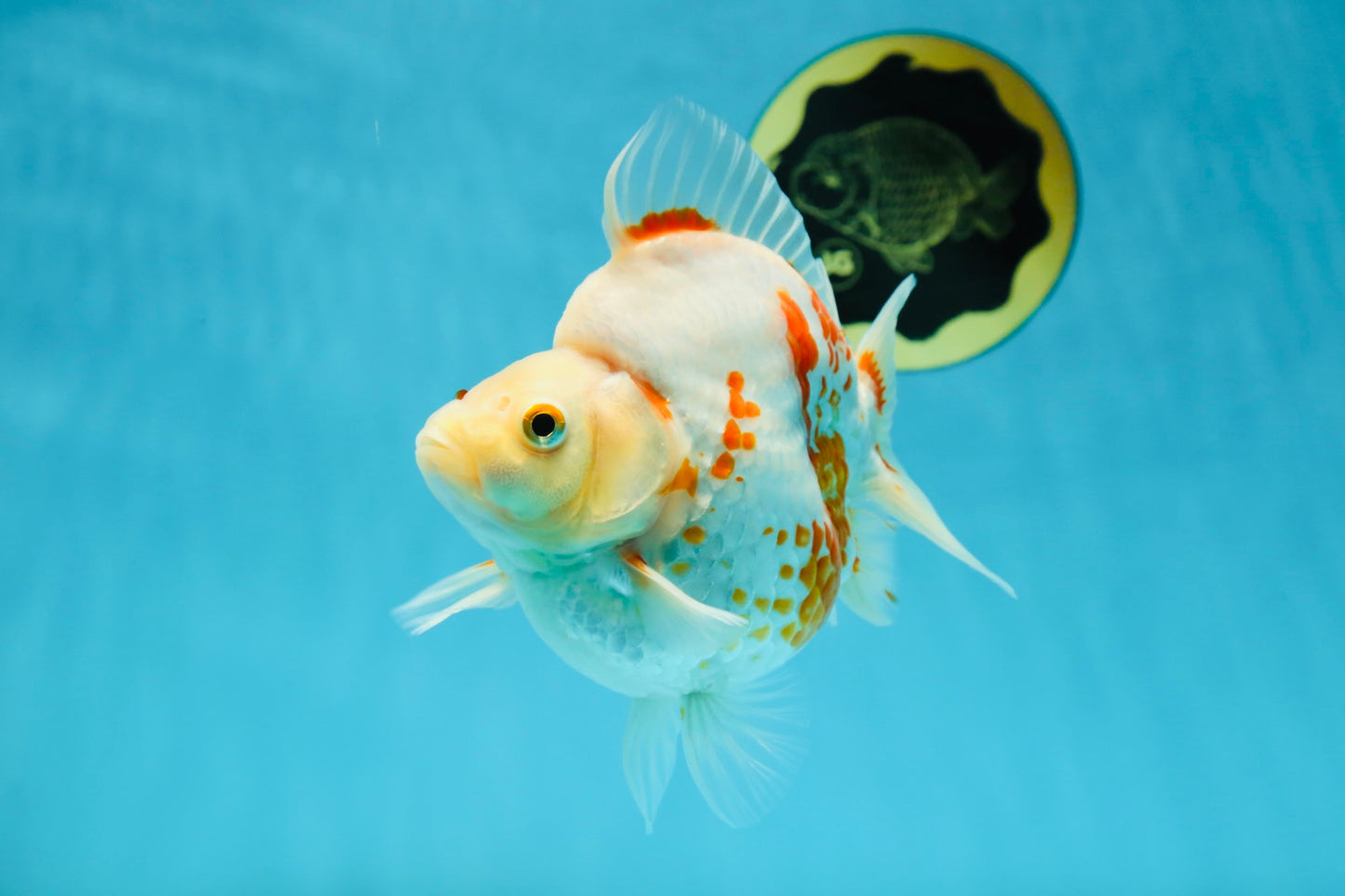 AAA GRADE Red White Ryukin Female 4.5-5 inches #050925RK_17