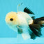 Panda Oranda Male 5 inches #032026OR_12