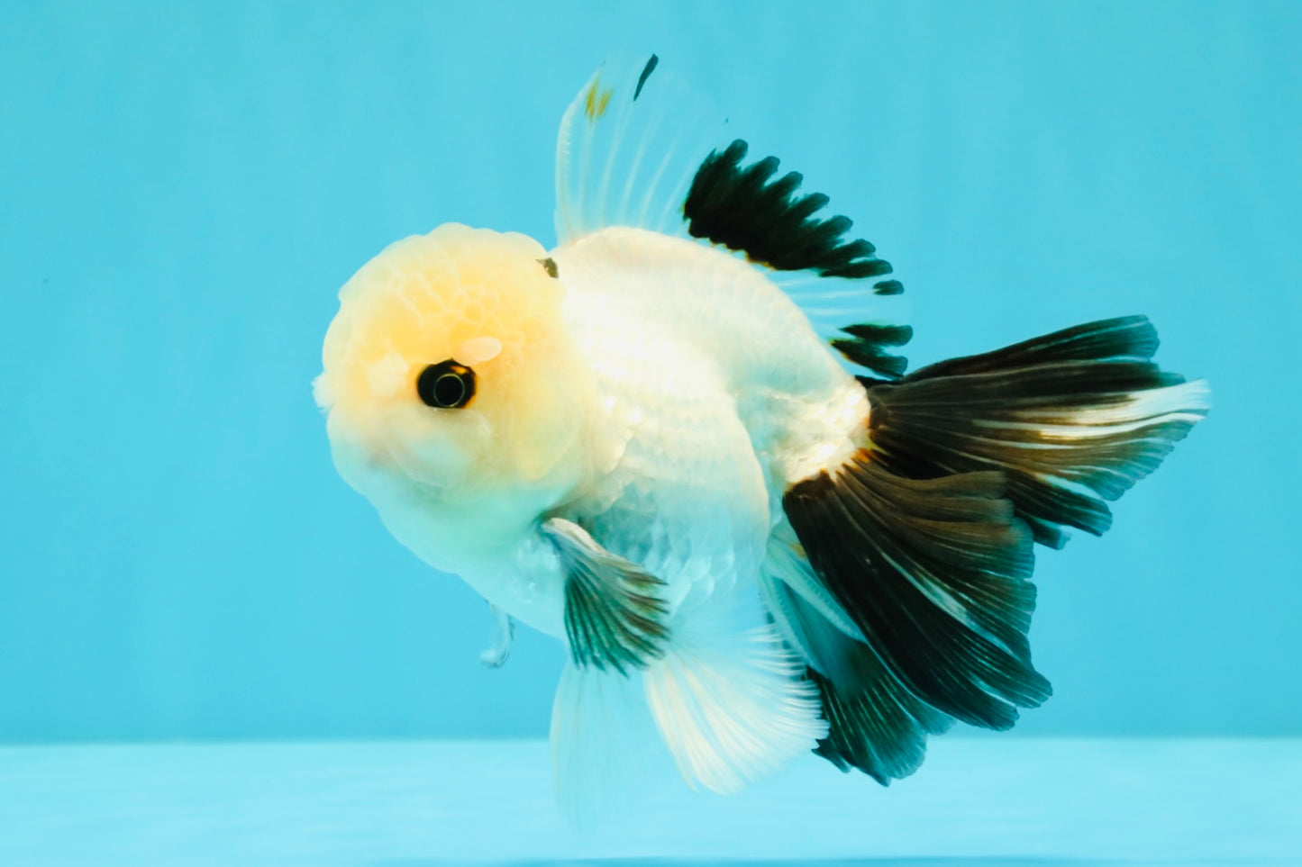 Panda Oranda Male 5 inches #032026OR_12