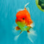 A Grade Red White Oranda Male 5.5 inches #080726OR_08