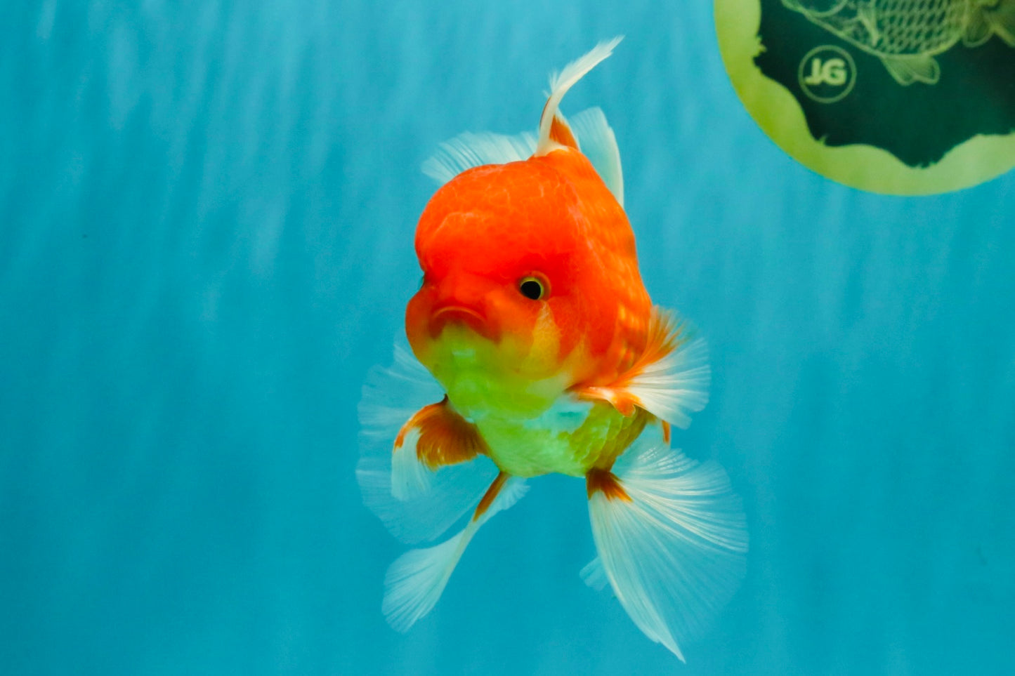 A Grade Red White Oranda Male 5.5 inches #080726OR_08
