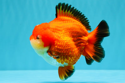 TOMATO AAA Grade Apache Yuanbao Male 5  inches #022726YB_05