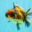CHUNKY AAA Grade Tiger Oranda Male 5.5 inches #082826OR_07