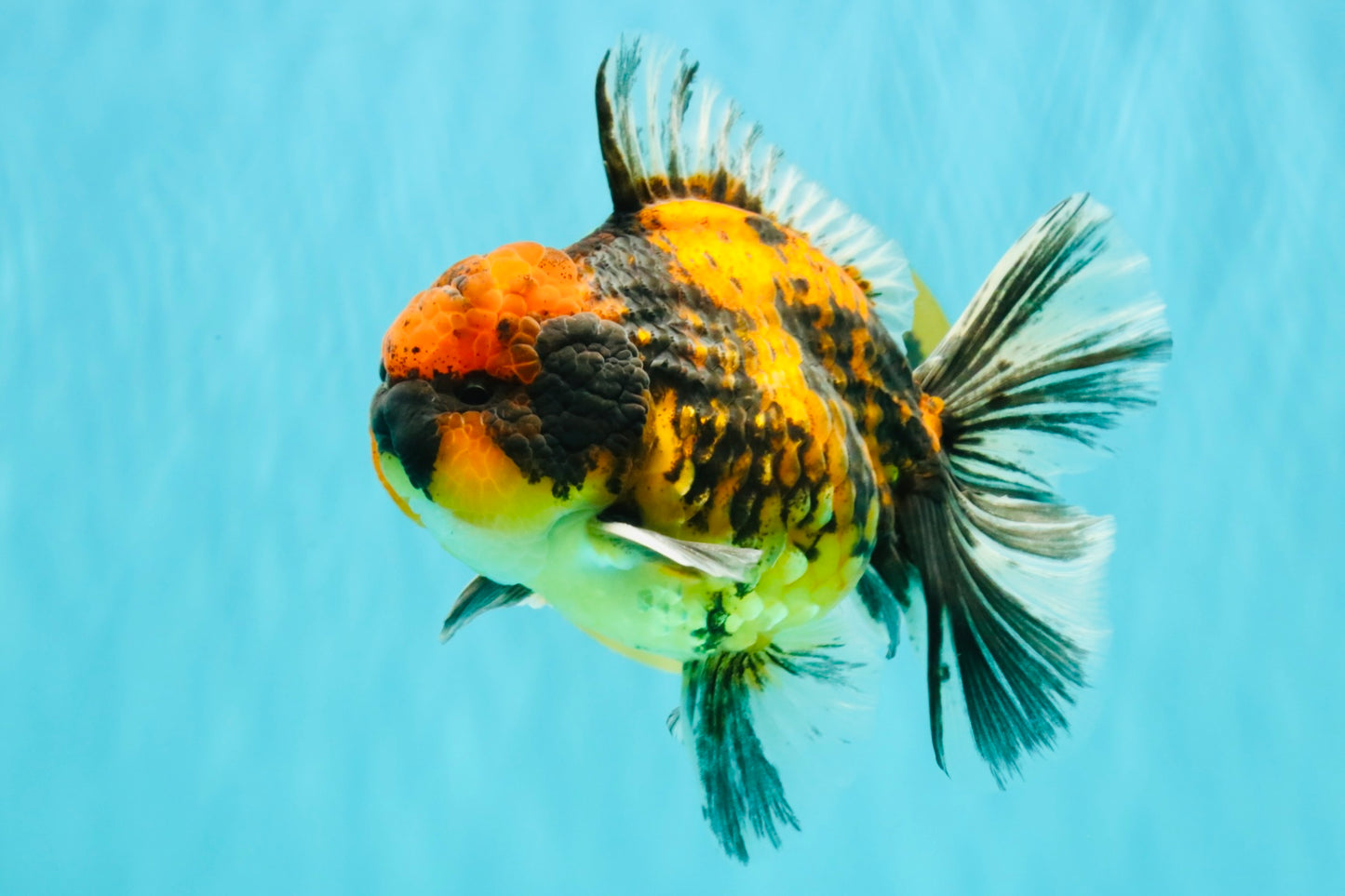 CHUNKY AAA Grade Tiger Oranda Male 5.5 inches #082826OR_07
