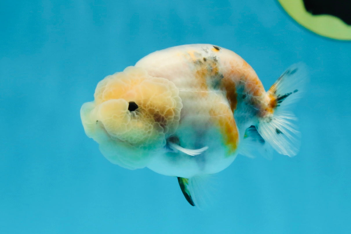 A Grade Calico LionQueen 3.5 inches #051625LC_04