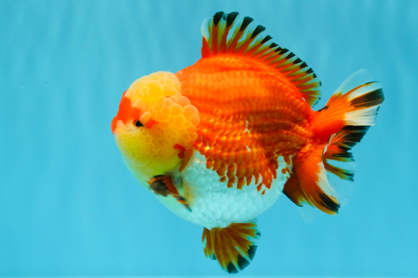 SUPER AAA Grade Godzilla Red White Yuanbao Male 5.5 inches #022026YB_03