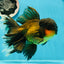 Jumbo Fluffy Black Gold Rose Tail Oranda Female 6.5-7 inches #1110OR_21