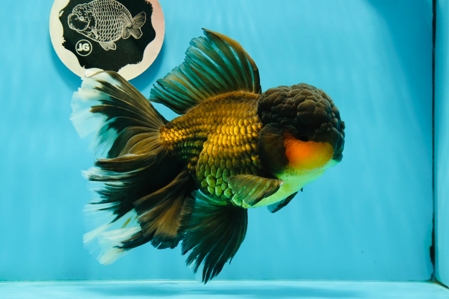 Jumbo Fluffy Black Gold Rose Tail Oranda Female 6.5-7 inches #1110OR_21