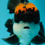 A Grade Superhero Lava Head Tricolor Oranda Male 5-5.5 inches #110824OR_16