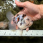 CHONKY A Grade Marble Oranda Male 5 inches #050126OR_07