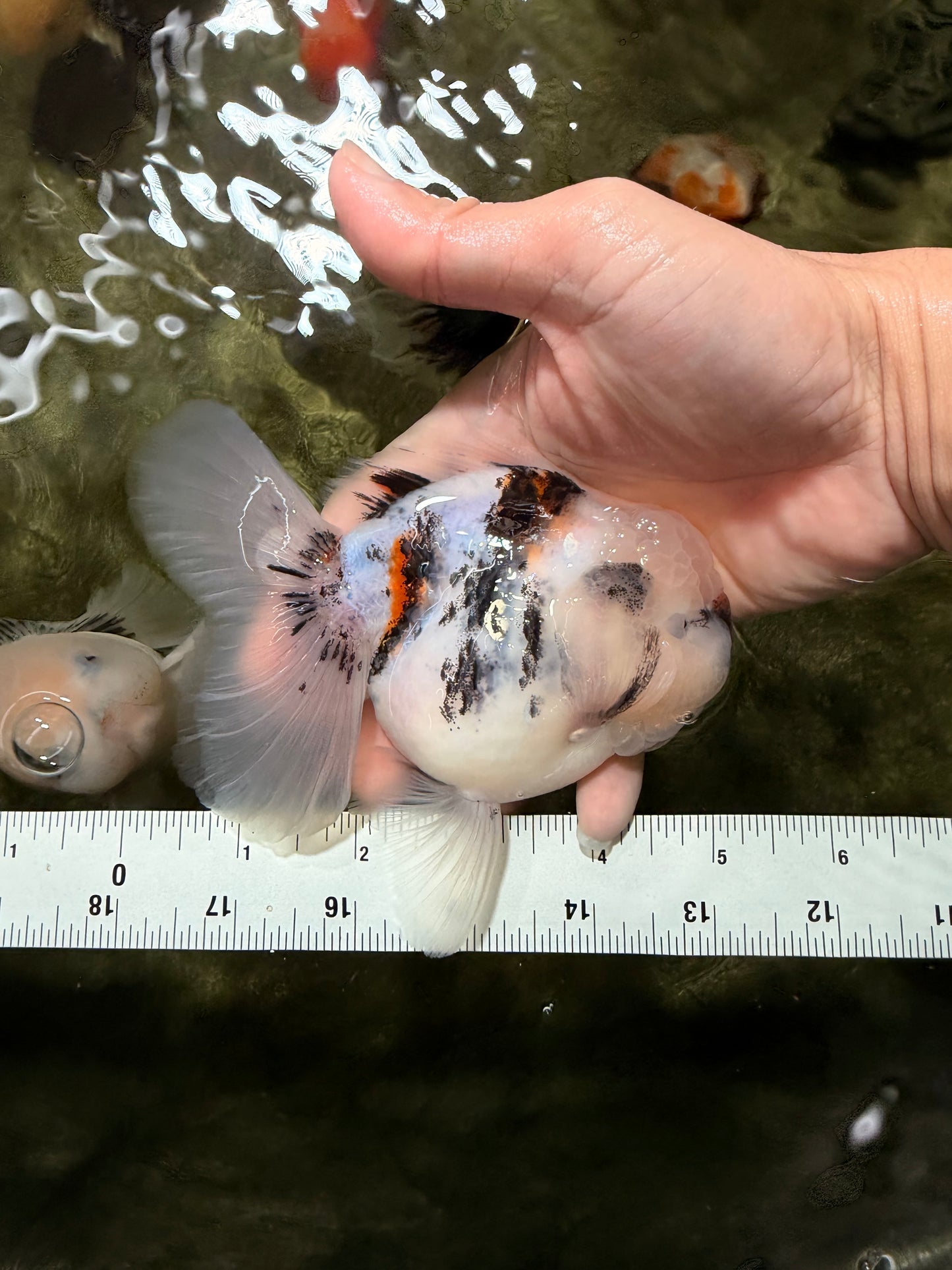 CHONKY A Grade Marble Oranda Male 5 inches #050126OR_07