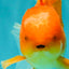 A Grade Red White Oranda Male 5.5-6 inches #091826OR_03