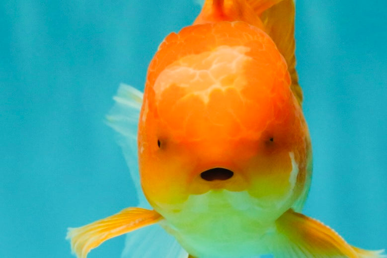 A Grade Red White Oranda Male 5.5-6 inches #091826OR_03
