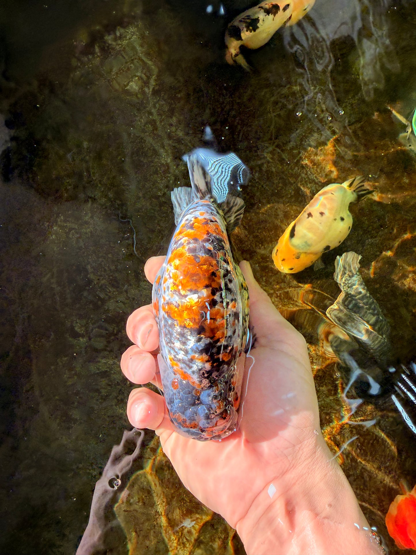 A Grade Tricolor Tiger LionKing Male 5.5 inches #102425LC_03