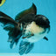 A Grade Panda Oranda Male 5-5.5 inches #050925OR_41