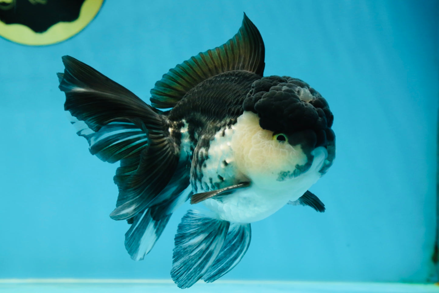 A Grade Panda Oranda Male 5-5.5 inches #050925OR_41