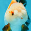 A Grade Pompom Tricolor Yuanbao Male 4 inches #052325YB_27