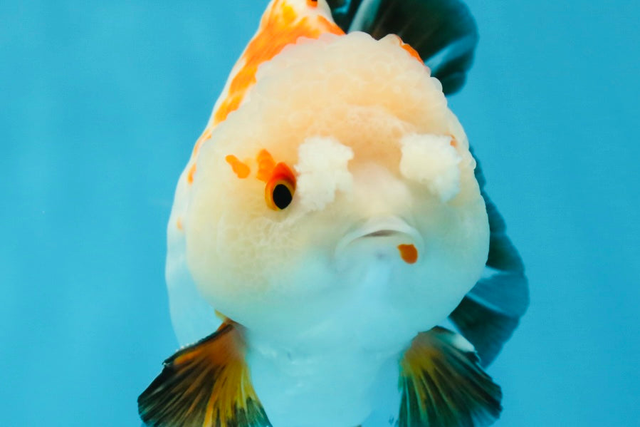 A Grade Pompom Tricolor Yuanbao Male 4 inches #052325YB_27