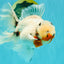 A Grade Sakura Oranda Male 6.5 inches #071726OR_32
